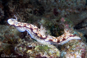 Trailing Hypselodoris tryoni/Photographed with a Canon 60... by Laurie Slawson 